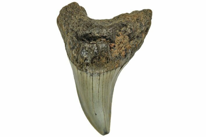 Rare, Fossil Benedini Shark Tooth - North Carolina #208091